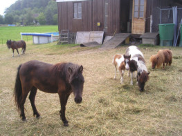Starlette et cie ete 2006.jpg (22 ko)